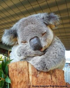 Adopt a Koala at the Port Macquarie Koala Hospital